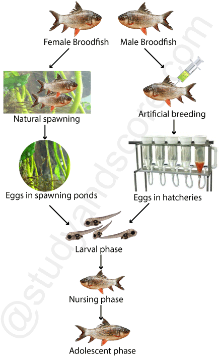 carp culture, natural spawning, broodfish, larval phase, nursing phase, adolescent phase